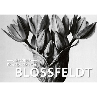 Blossfeld Kunstpostkarten