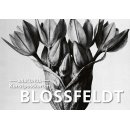 Blossfeld Kunstpostkarten
