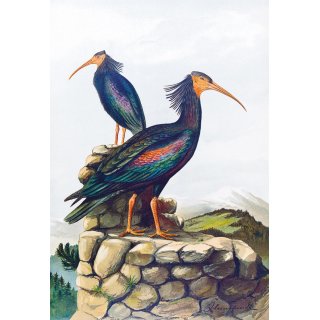 Die Vgel Mitteleuropas