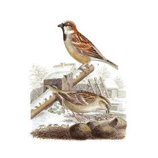 Die Vgel Mitteleuropas