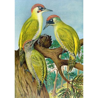 Die Vgel Mitteleuropas