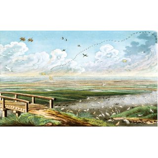 Die Vgel Mitteleuropas