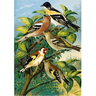 Die Vgel Mitteleuropas